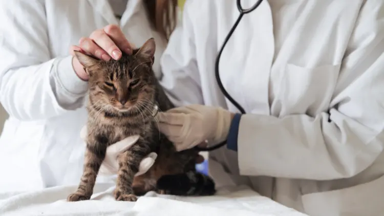 Tierkrankenversicherung für Haustiere Was Sie wissen müssen