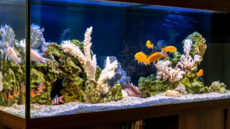 Aquarium auf Rechnung trotz Schufa - geht das